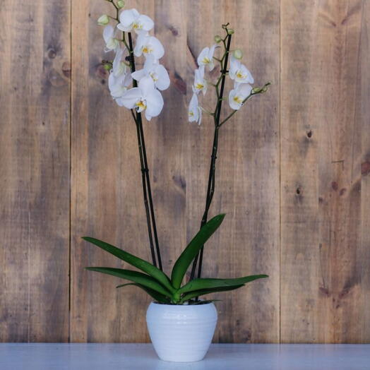 White Phalaenopsis 2 stems
