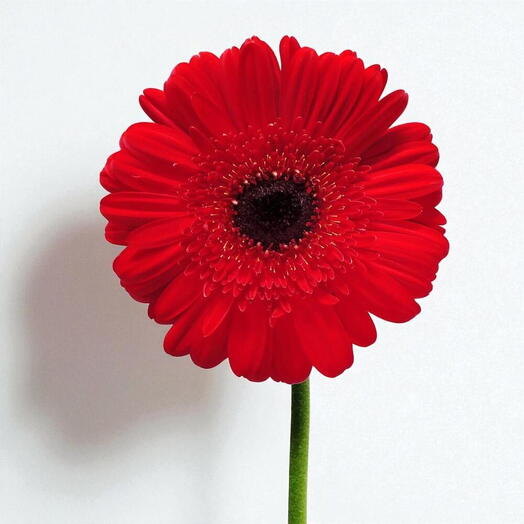 Gerbera roja