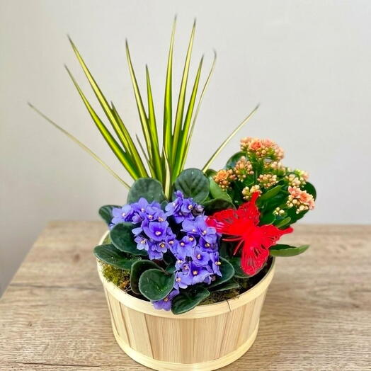 Cesta de Plantas Mixtas de Interior