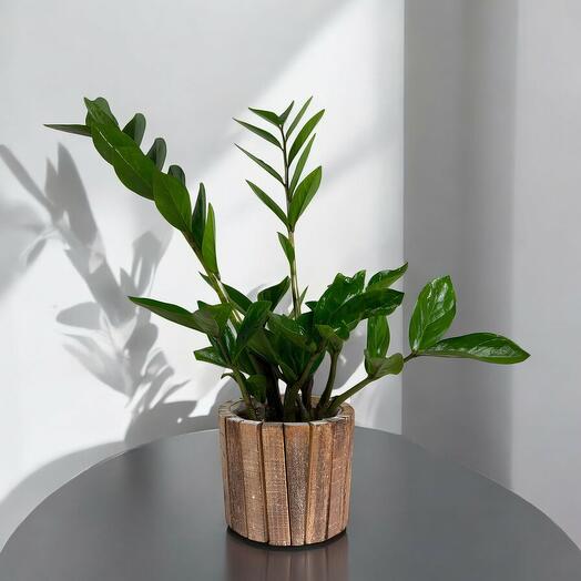 Zamioculcas ( sin maceta )