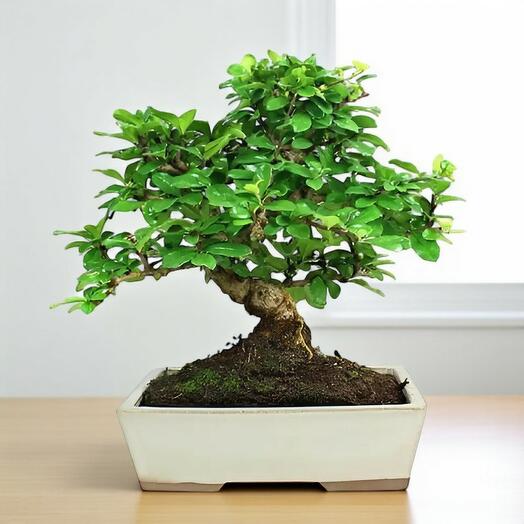 Bonsai Carmona – Arbol tropical de hoja perenne