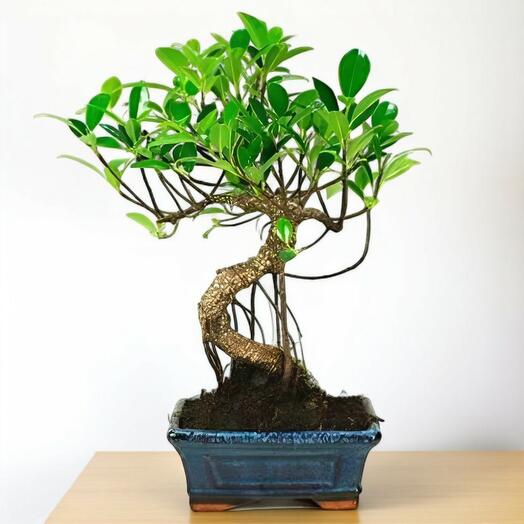 Bonsai Ficus Retusa – Elegancia tropical con raices aereas decorativas