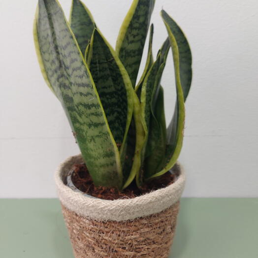 Сансев'єра Футура