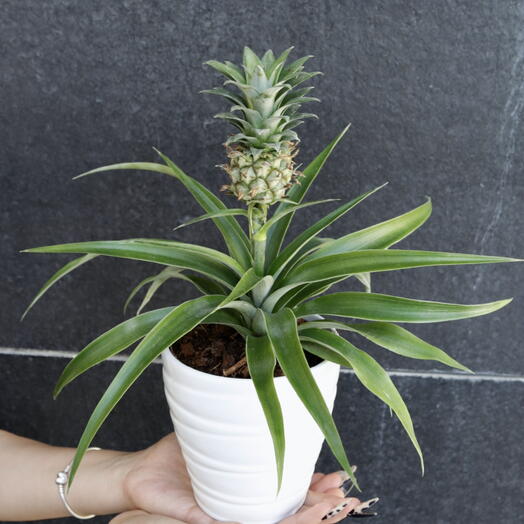 Piña ARAIK GALSTYAN