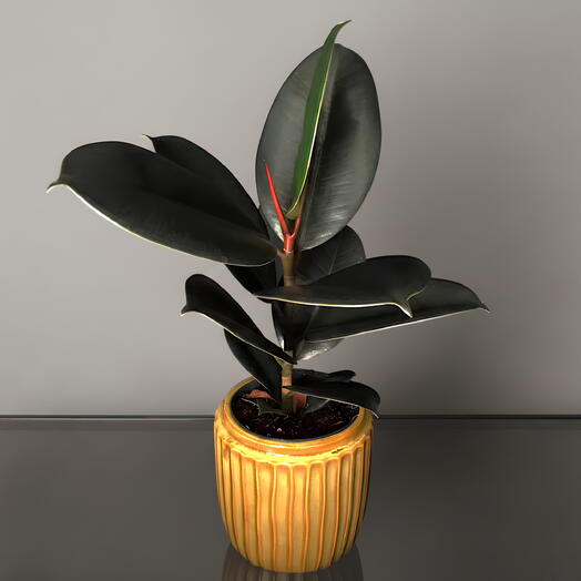 Ficus Elastica