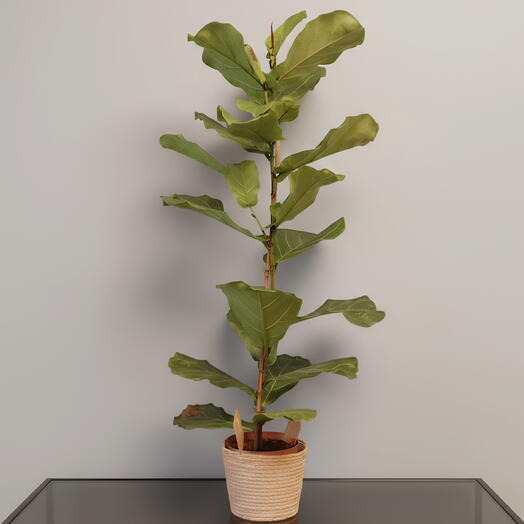 Ficus Lirata XL