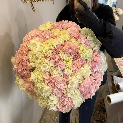 Hortensia rosa blanca