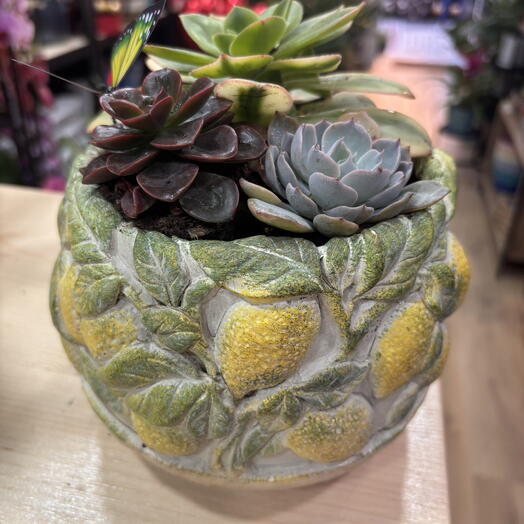 Centro de mesa con suculentas
