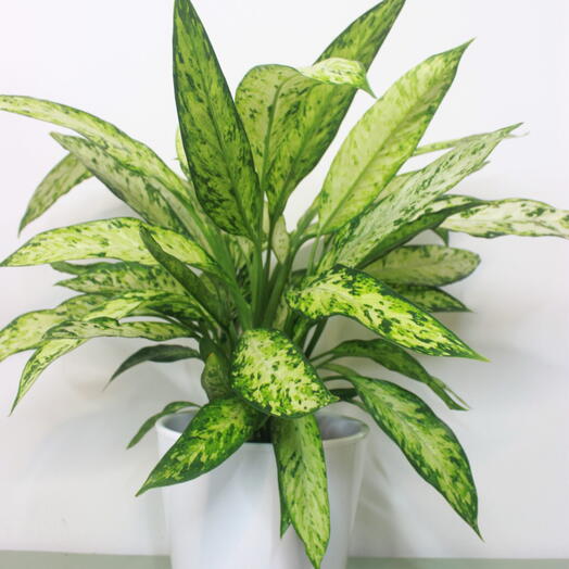 Diefembaquia maculata