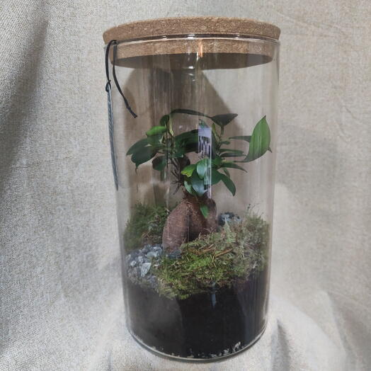 Terradium ficus Jensen