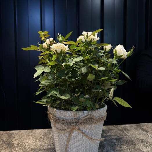 Jardes rosas blancas