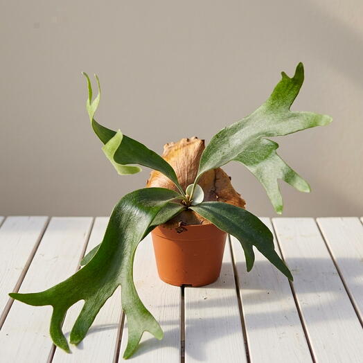 Cuerno de alce  (Platicerium bifurcatum)