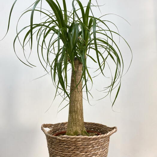 Nolina en macetero ratan