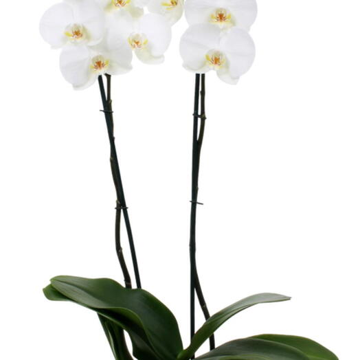 Phalaenopsis tonalidad blanca