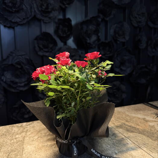 Jardin rosas rosadas