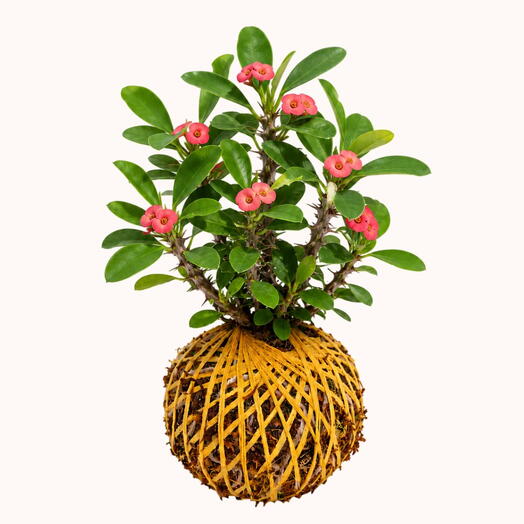 Kokedama Crown of Thorns