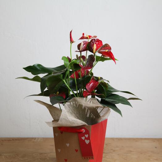 Red is the color of love