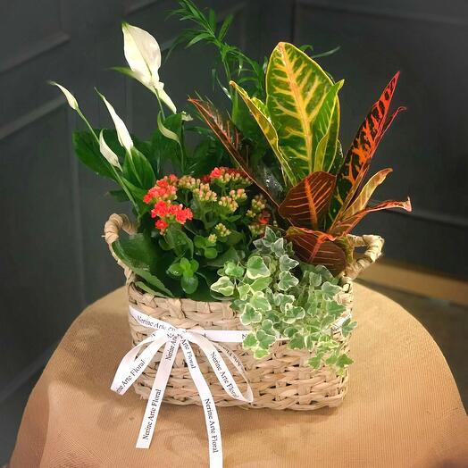 Cesta «Lola» – Armonia Natural de Plantas de Interior