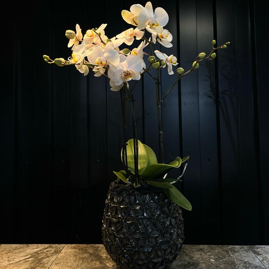 Orquidea blanca en jarron oscuro