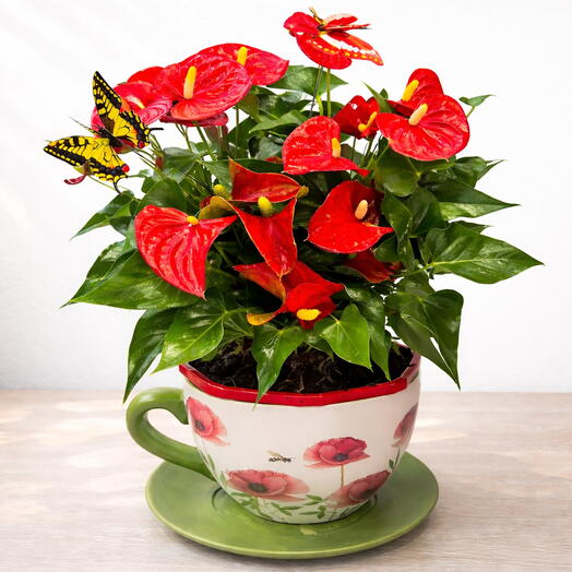 Taza mas planta natural anthurium