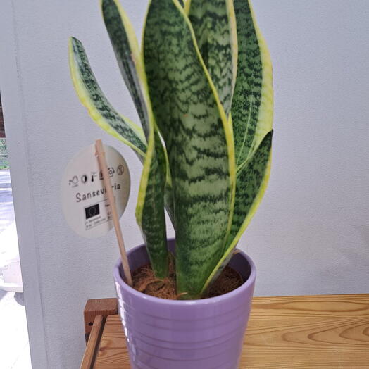 Sanseviera - elegancia verde