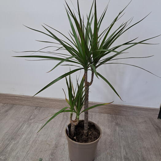 Dracaena