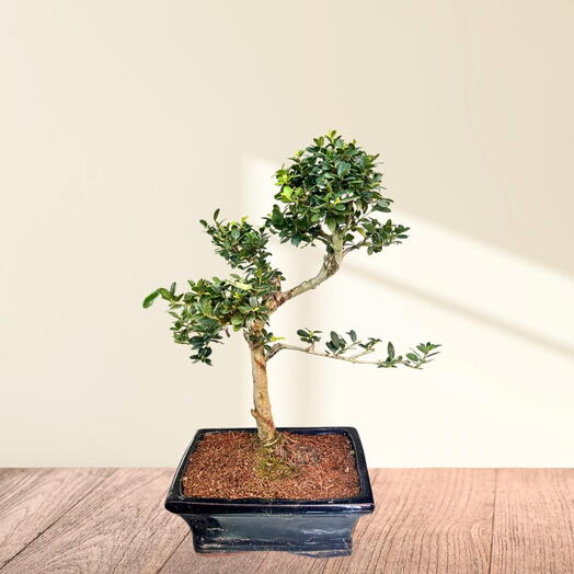 Bonsai