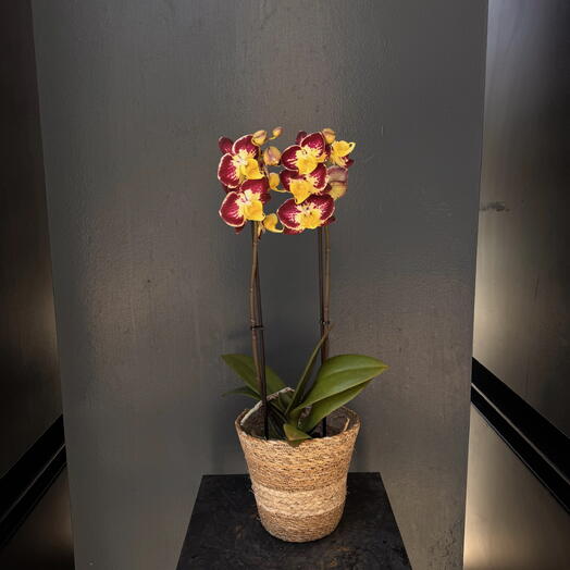 Orquidea Elegante /La joya de la naturaleza en tu hogar