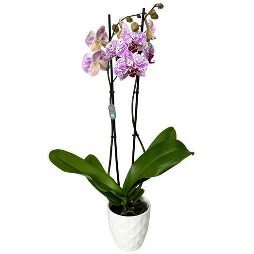 Planta de Orquidea Strange Magic en ceramica