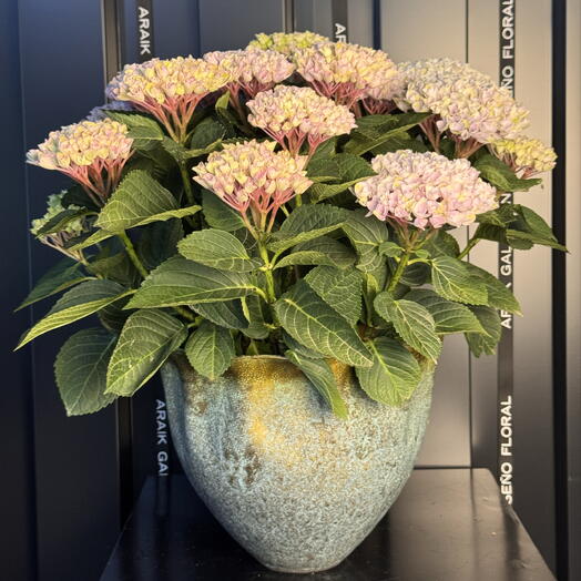 Hortensias en maceta de aluminio
