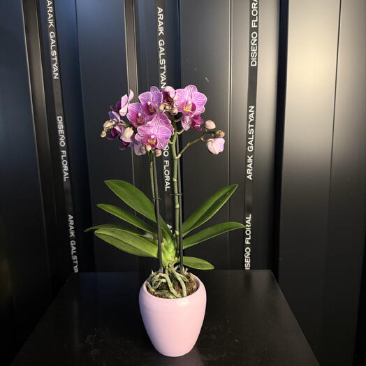 Pequeña orquídea lila en una maceta de cerámica de color rosa pálido