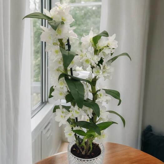 Orquidea Dendrobium
