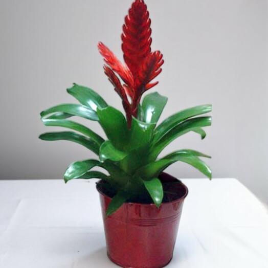 Bromelia – Planta Tropical de Interior con Flor Roja Intensa