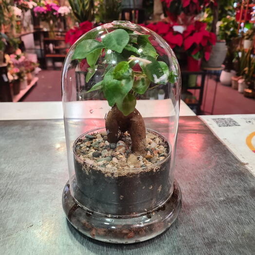 Ficus Ginseng en Huevo de Cristal