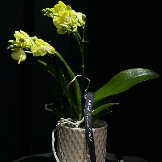 Orquidea Amarilla Con Maceta