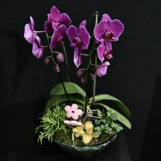 Composición con Orquídea Púrpura ARAIK GALSTYAN