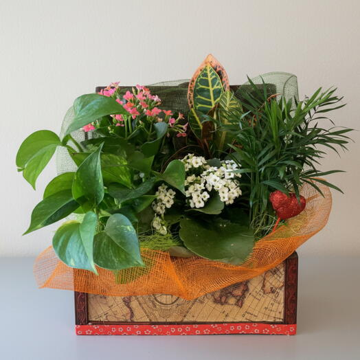 Cesta de Plantas Armonia Natural