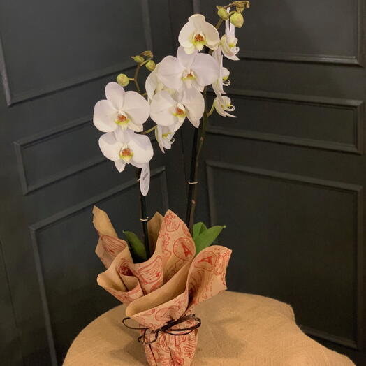 Orquidea Phalaenopsis blanca de dos tallos