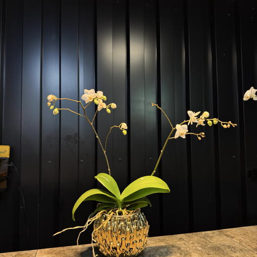 Phalaenopsis con Maceta ceramica