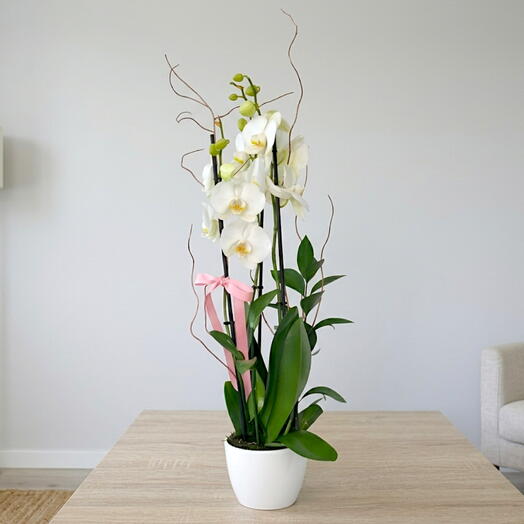 White orchids