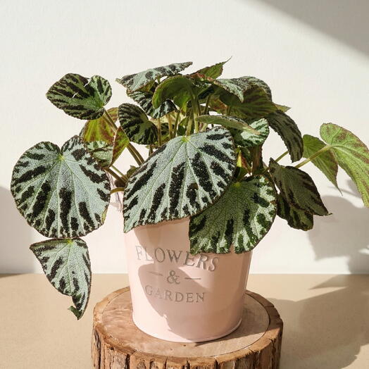 Decorative potted begonia – exotic indoor plant with ornamental leaves for home decor