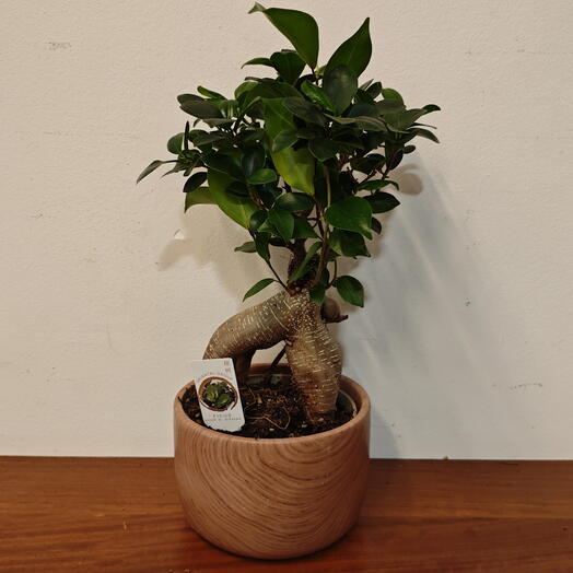 Фікус Гінсенг