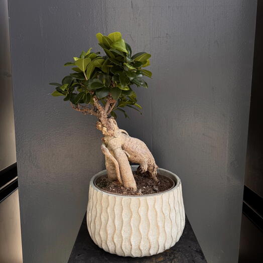 Ficus Elegance in a Ceramic Pot