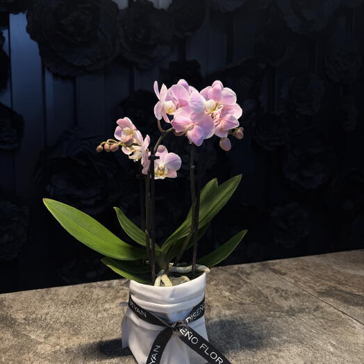 Phalaenopsis mini rosa