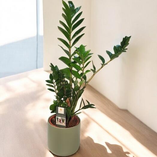 Zamioculcas