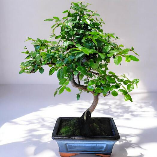 BONSAI SAGERETIA 6 A