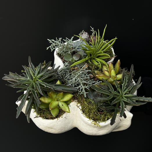 Composicion de suculentas en maceta de ceramica ARAIK GALSTYAN