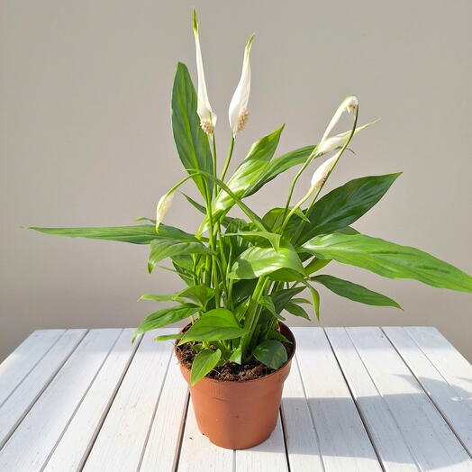Espatifilo (Spathiphyllum)
