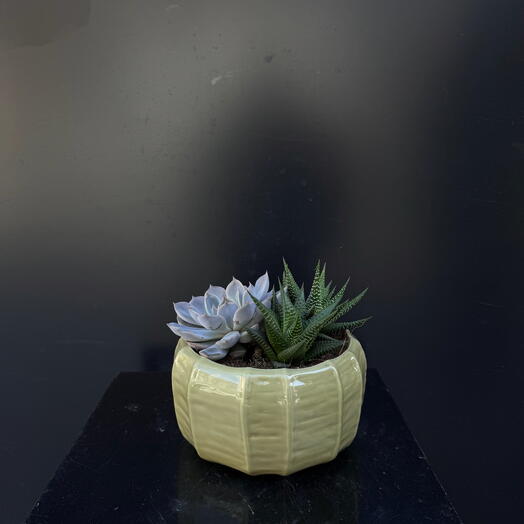 planta Euphobia lactea