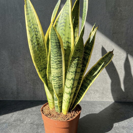 Sansevieria
